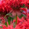 MONARDA 'Cambridge Scarlet' -UK Garden Supplies Sales Shop lupinus morello cherry 6281076