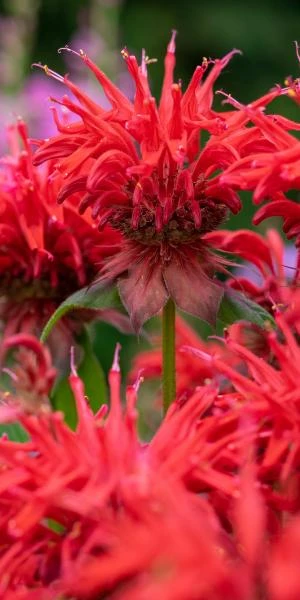 MONARDA 'Cambridge Scarlet' 3 MONARDA 'Cambridge Scarlet'