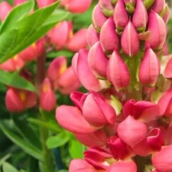 LUPINUS 'My Castle' (Band Of Nobles Series)