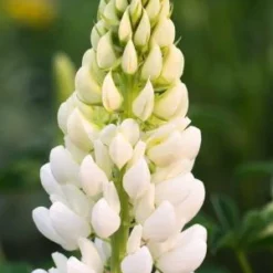 LUPINUS 'Noble Maiden' (Band Of Nobles Series)