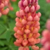 LUPINUS 'Terracotta' ('Wclterr' PBR) -UK Garden Supplies Sales Shop lupinus terracotta 5230150