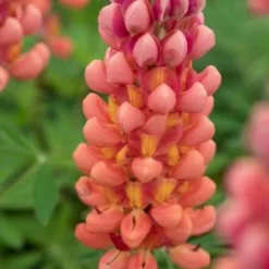LUPINUS 'Terracotta' ('Wclterr' PBR)