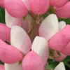LUPINUS 'The Chatelaine' (Band Of Nobles Series) -UK Garden Supplies Sales Shop lupinus the chatelaine 5