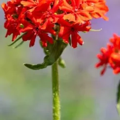 LYCHNIS Chalcedonica