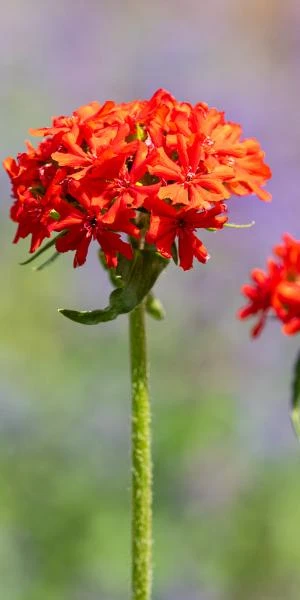 LYCHNIS Chalcedonica 3 LYCHNIS Chalcedonica