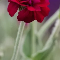 Front Page -UK Garden Supplies Sales Shop lychnis coronaria gardeners world 6040055