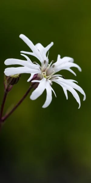 LYCHNIS Flos-cuculi 'White Robin' 3 LYCHNIS Flos-cuculi 'White Robin'