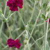 LYCHNIS Coronaria 'Gardeners World' -UK Garden Supplies Sales Shop lychnis gardeners world p6070185