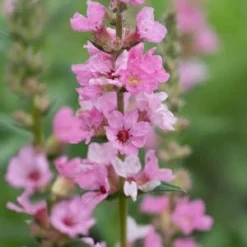 LYTHRUM Salicaria 'Blush'