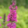 LYTHRUM Salicaria 'Feuerkerze' (Firecandle) -UK Garden Supplies Sales Shop lythrum salicaria feuerkerze 3
