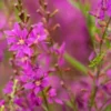 LYTHRUM Salicaria 'Swirl' -UK Garden Supplies Sales Shop lythrum swirl 7270147 2