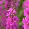 LYTHRUM Virgatum 'Dropmore Purple' -UK Garden Supplies Sales Shop lythrum virgatum dropmore purple web
