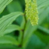 MAIANTHEMUM Paniculatum -UK Garden Supplies Sales Shop maianthemum paniculatum 5150592