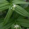 MAIANTHEMUM Stellatum -UK Garden Supplies Sales Shop maianthemum stellatum 4211826