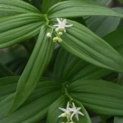 MAIANTHEMUM Stellatum