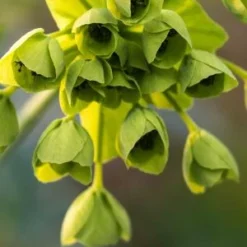 MATHIASELLA Bupleuroides 'Green Dream'