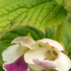 MELITTIS Melissophyllum