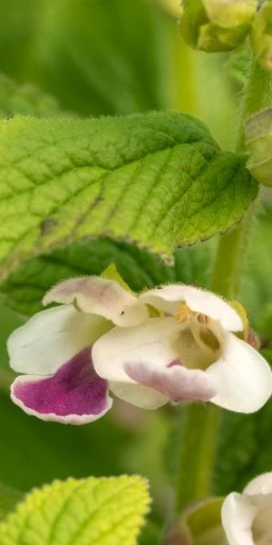 MELITTIS Melissophyllum 3 MELITTIS Melissophyllum