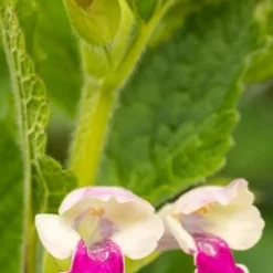 MELITTIS Melissophyllum 'Royal Velvet Distinction' PBR