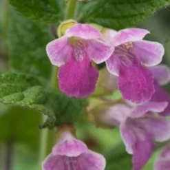 MELITTIS Melissophylum 'Cyclamenroze'