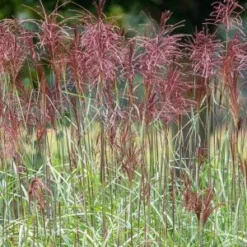 MISCANTHUS Sinensis 'Malepartus' 6 MISCANTHUS Sinensis 'Malepartus' -UK Garden Supplies Sales Shop miscanthus sinensis malepartus 9011069