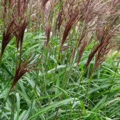 MISCANTHUS Sinensis 'Malepartus'