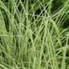 MISCANTHUS Sinensis 'Morning Light' -UK Garden Supplies Sales Shop miscanthus sinensis morning light