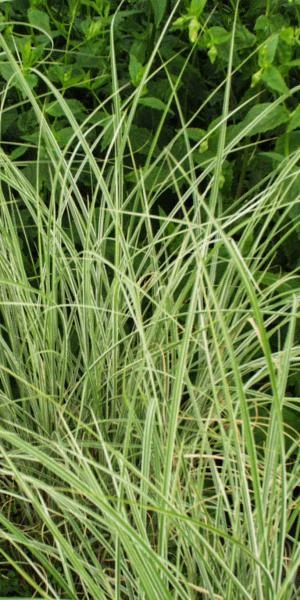 MISCANTHUS Sinensis 'Morning Light' 3 MISCANTHUS Sinensis 'Morning Light'