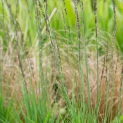 MOLINIA Caerulea Subsp. Caerulea 'Moorhexe'