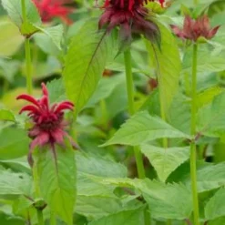 MONARDA 'Cambridge Scarlet' 5 MONARDA 'Cambridge Scarlet' -UK Garden Supplies Sales Shop monarda cambridge scarlet 8040864