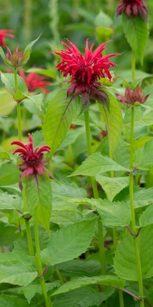 MONARDA 'Cambridge Scarlet' 4 MONARDA 'Cambridge Scarlet' - Image 2