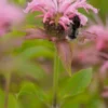 MONARDA 'Croftway Pink' 2 MONARDA 'Croftway Pink' -UK Garden Supplies Sales Shop monarda croftway pink 7011401