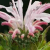 MONARDA 'Fishes' -UK Garden Supplies Sales Shop monarda fishes check 7020012 4