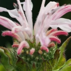 MONARDA 'Fishes'