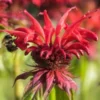 MONARDA 'Gardenview Scarlet' -UK Garden Supplies Sales Shop monarda gardenview scarlet 7010741 2