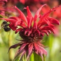MONARDA 'Gardenview Scarlet'