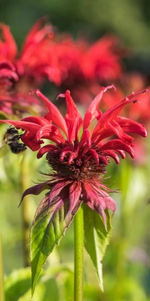 MONARDA 'Gardenview Scarlet' 3 MONARDA 'Gardenview Scarlet'