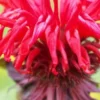 MONARDA 'Jacob Cline' -UK Garden Supplies Sales Shop monarda jacob kline