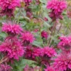 MONARDA 'Loddon Crown' -UK Garden Supplies Sales Shop monarda loddon crown 2