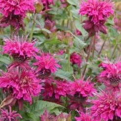 MONARDA 'Loddon Crown'