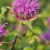 MONARDA 'Prairienacht' 1 MONARDA 'Prairienacht' -UK Garden Supplies Sales Shop monarda prairenacht 7061783