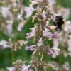 NEPETA Grandiflora 'Dawn To Dusk' -UK Garden Supplies Sales Shop nepeta dawn to dusk 6240553