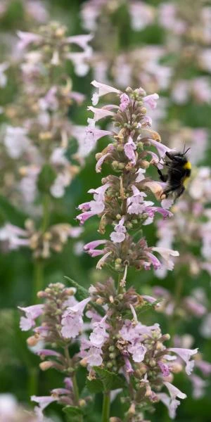 NEPETA Grandiflora 'Dawn To Dusk' 3 NEPETA Grandiflora 'Dawn To Dusk'