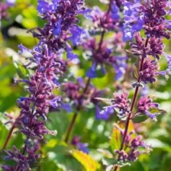 NEPETA Italica