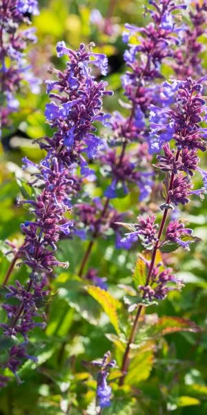 NEPETA Italica 3 NEPETA Italica