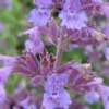NEPETA Racemosa 'Walker's Low' -UK Garden Supplies Sales Shop nepeta racemosa walkers low