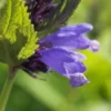 NEPETA Subsessilis 'Blue Dreams' -UK Garden Supplies Sales Shop nepeta subsessilis blue dreams