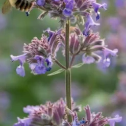 NEPETA Grandiflora 'Summer Magic' PBR