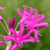 NERINE 'Isobel' -UK Garden Supplies Sales Shop nerine bowdenii isabel 192543