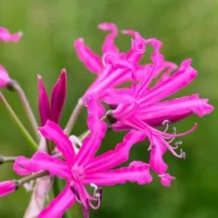 NERINE 'Isobel'